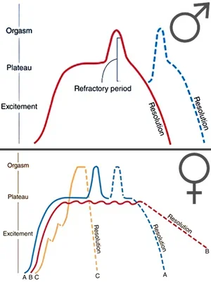 Sexual-response-cycle.webp