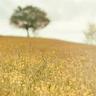 LACHY-SINAY